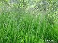 2003-0608grass